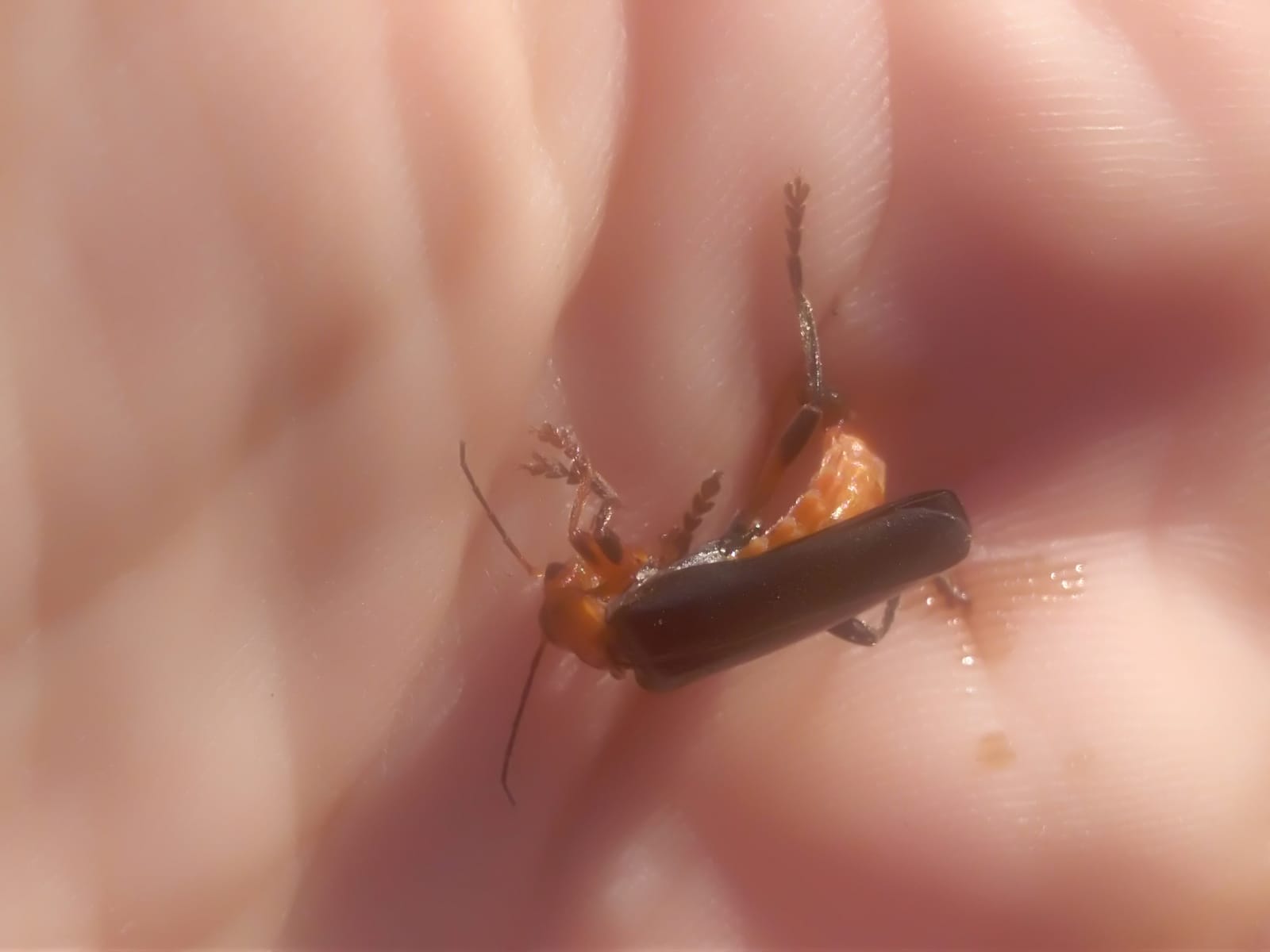 Cantharidae. Cantharis livida